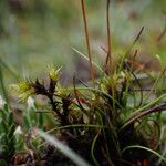 Juncus duthiei Habitat