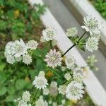 Astrantia major Blomst