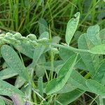 Crotalaria retusa 叶