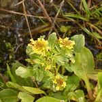 Barbarea intermedia Flower