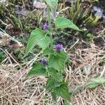 Agastache foeniculum Leaf