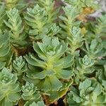 Rhodiola pachyclados Φύλλο