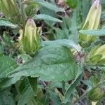 Campanula speciosa Blad