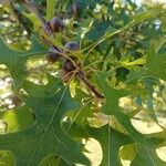 Quercus palustris Leaf