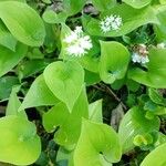 Maianthemum bifoliumFolha