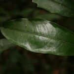 Eschweilera parviflora