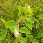 Hibiscus flavifolius Other