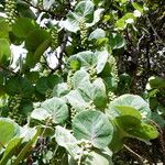 Coccoloba uvifera برگ