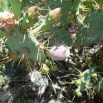 Opuntia dillenii Fruit