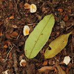 Baphia pubescens Φύλλο