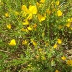 Genista lobelii Ліст