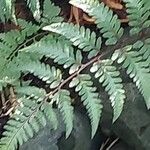 Athyrium niponicum Blad