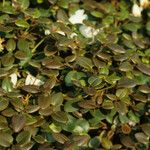 Rhododendron williamsianum Leaf
