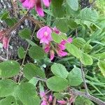 Robinia hispidaFlower