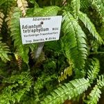 Adiantum tetraphyllum अन्य