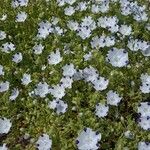 Nemophila maculata عادت داشتن