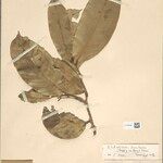 Eschweilera bracteosa Jani