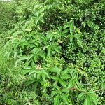 Cyphostemma vandenbrandeanum Хабит