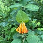 Lonicera ciliosa Flower