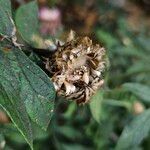 Psephellus dealbatus Fruit