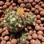 Mammillaria prolifera Květ