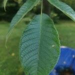 Juglans cinerea Leaf