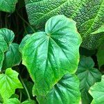 Begonia formosana Leaf