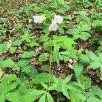 Cardamine bulbiferaΛουλούδι