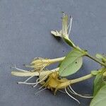 Lonicera japonica Kvet