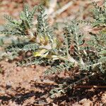 Astragalus trigonus List