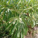 Manihot grahamii Leaf