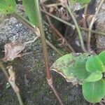 Cyanotis axillaris Bark