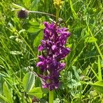 Dactylorhiza traunsteineri Kukka