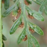 Asplenium hypomelas Ліст