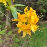 Rhododendron luteumFlower