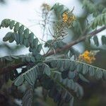 Sophora tomentosa Flor