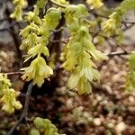 Corylopsis spicata Květ