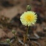 Malacothrix californica Flower