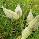 Asclepias syriaca Gyümölcs