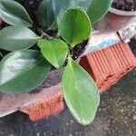Peperomia magnoliifolia Лист