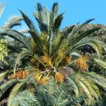 Phoenix canariensis Fruto