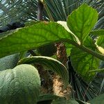 Cyphostemma currorii Vivejo