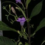 Echinacanthus attenuatus Flor