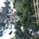 Araucaria cunninghamii Leaf