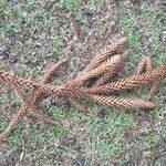 Araucaria angustifolia Hoja