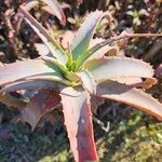 Aloe rubroviolacea Lehti