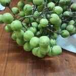 Solanum torvumFruit