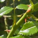 Rosa pendulina Corteza