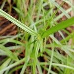 Cyperus brevifoliusFlor