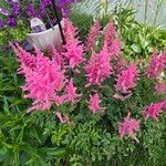 Astilbe japonica Floro